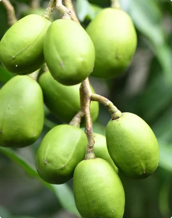 Organic Jojoba Wax